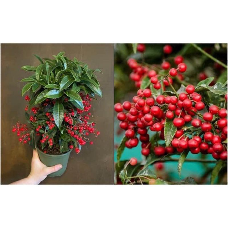 Cây giống kim ngân lượng (1 bầu cây)