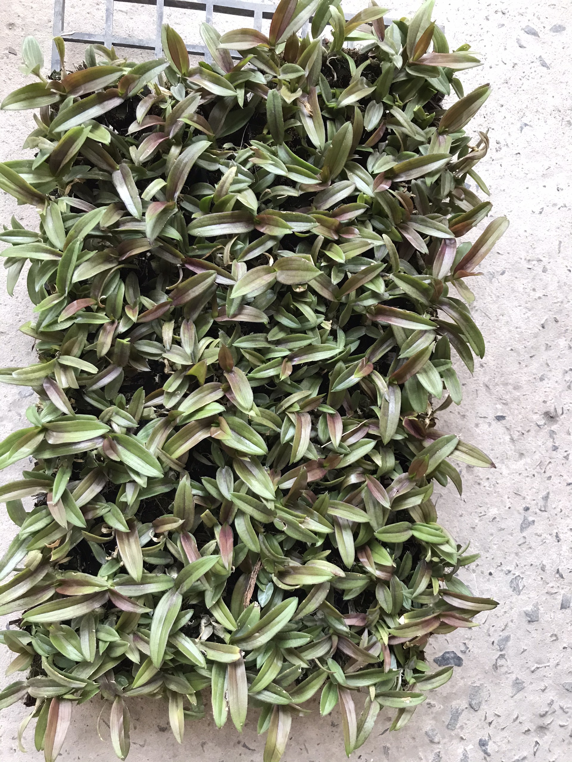 Combo 4cây giống mini yaya