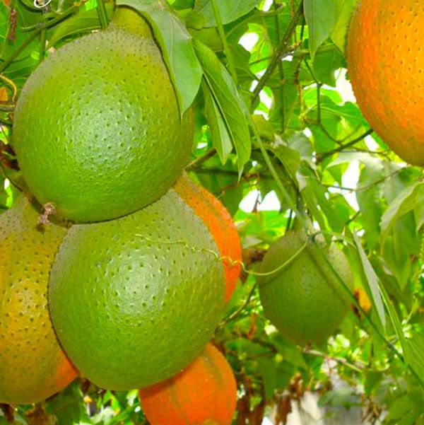 "Gói 10 Hạt " Hạt giống cây gấc cao sản