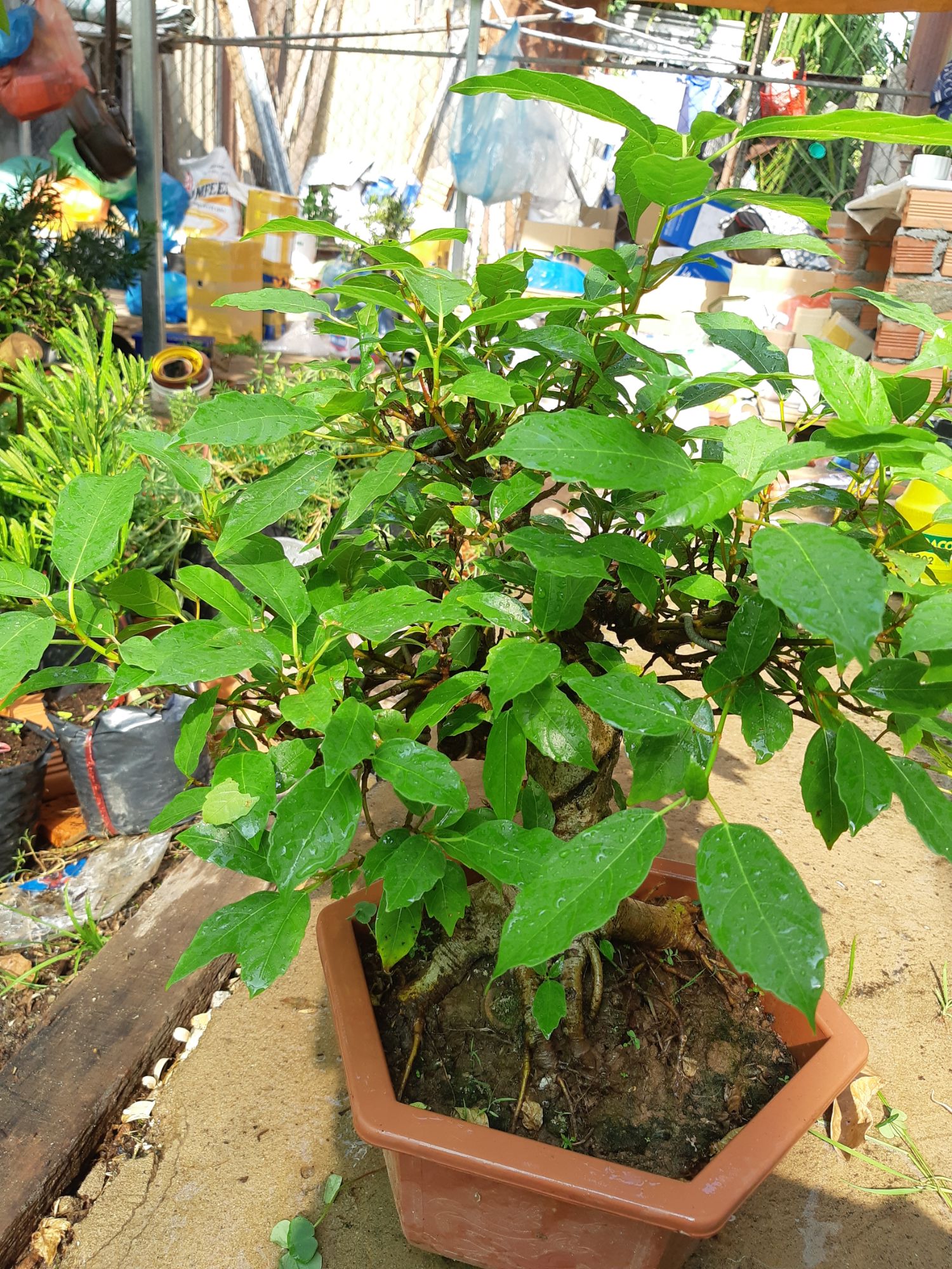 sung bonsai gốc LỚN