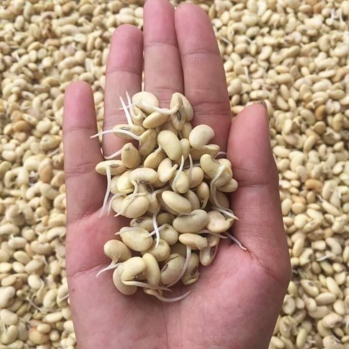 Bột mầm đậu nành thuần chủng Long Liên hộp 500gr