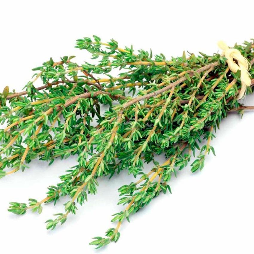 Hạt giống cỏ xạ hương (Thyme)