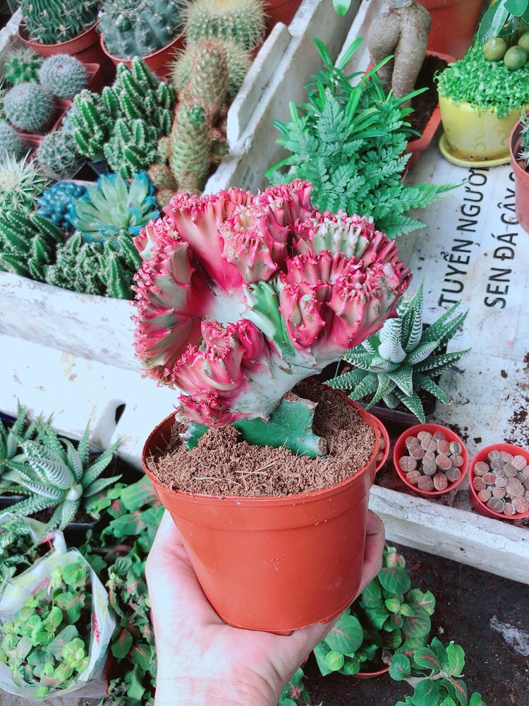 Xương Rồng Vạn Lý