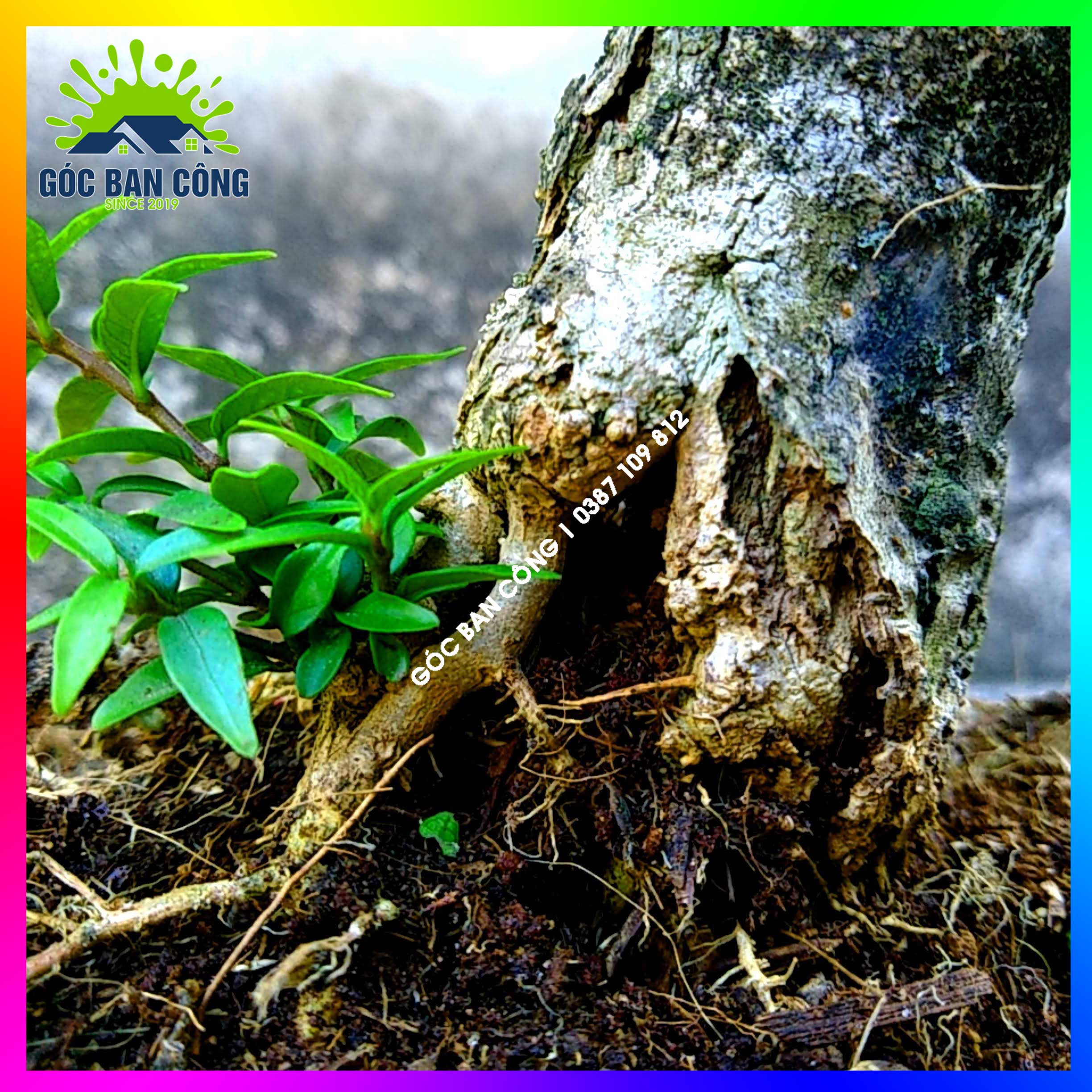 Mai Chiếu Thủy Kim Giòn Bonsai Mini - CTBS04