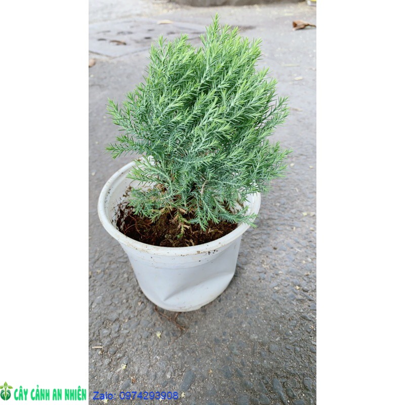 Câu Tùng Bồng Lai