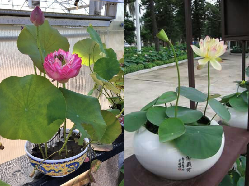 Hạt giống sen mini Nhật gói 10 hạt ( 4 màu: hồng, đỏ, trắng, phớt hồng)