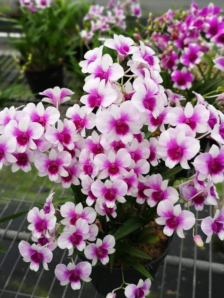 [HCM]Lan giống Dendro Yaya Mini Cực đẹp