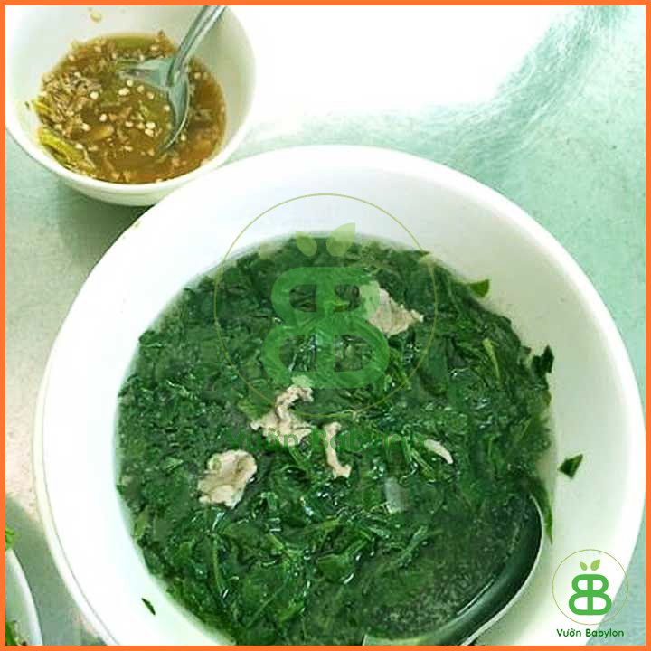 Hạt Giống Rau Mã Đề 1G Dễ Trồng