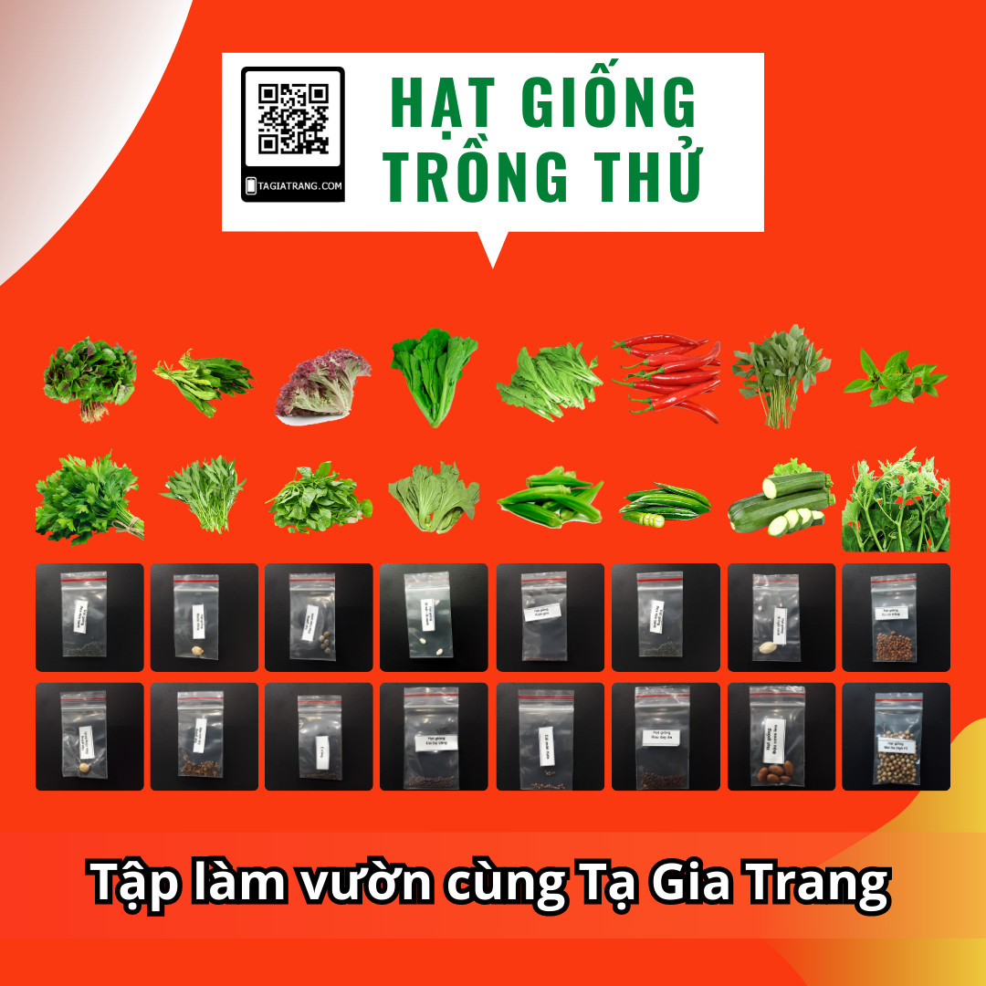 Deal 1K Hạt giống đậu đũa (đậu dải áo)