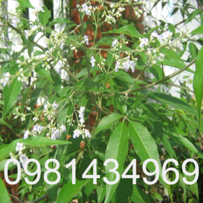 Xả Hàng - An xoa khô 683lz
