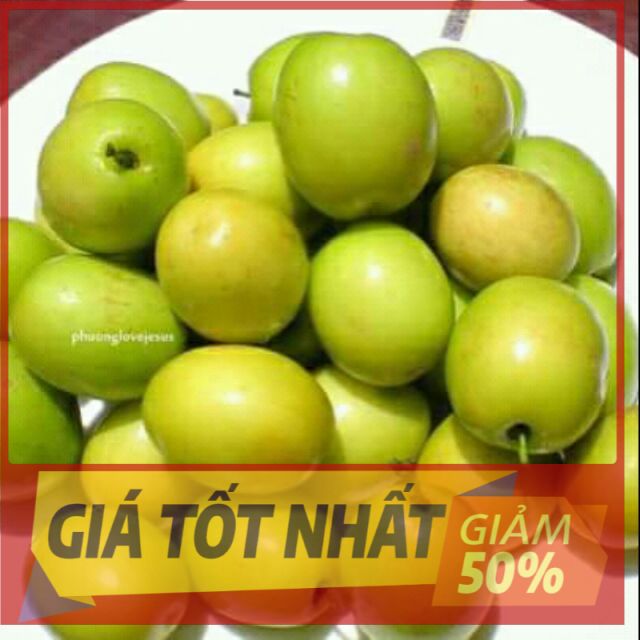 Cây TÁO CHUA ghép, giống cây siêu quả, quả TO, cam kết chất lượng