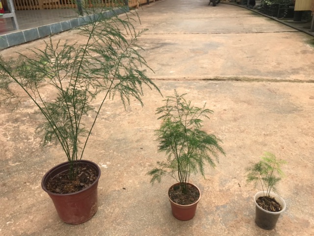 Tùng kim chậu lớn