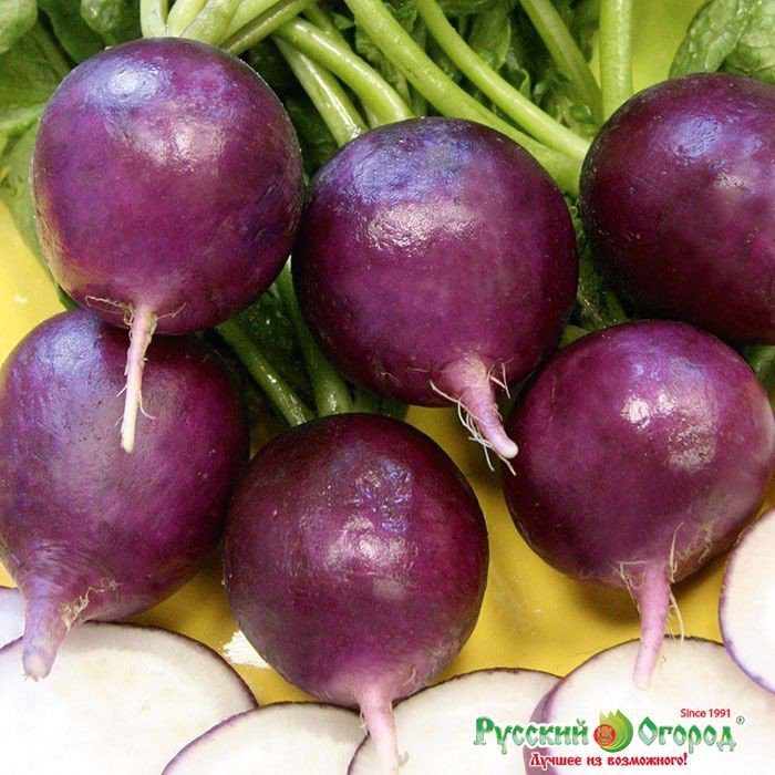 Hạt giống Củ cải tròn tím tí hon - gói 5gr( 430 hạt)