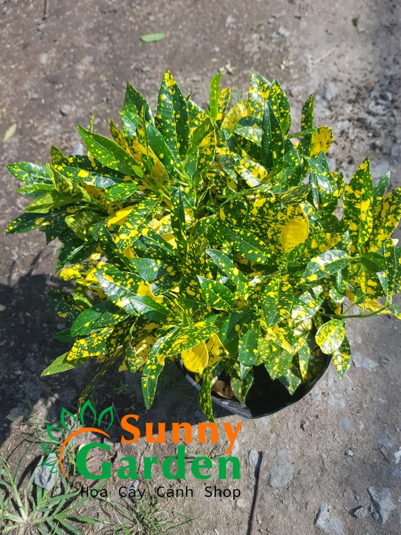 Cây Vàng Bạc, Cao 20-30cm - Chậu Nhựa