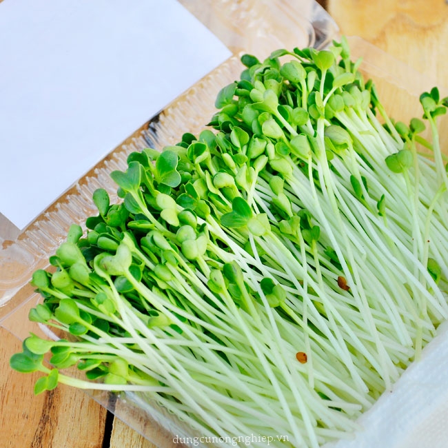 Hạt giống Rau Mầm ( Củ Cải Trắng ) 100g