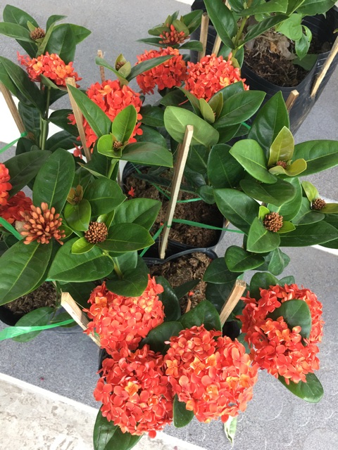 Mẫu đơn đỏ lá trung bông to siêu hoa