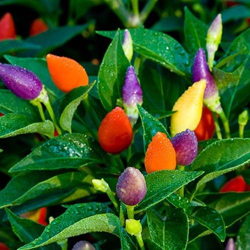 Bộ 2 Túi Hạt giống Ớt Kiểng Ngũ Sắc. Mỗi Túi 30 hạt - Năng Xuất Cao - Giá Khuyến mại.