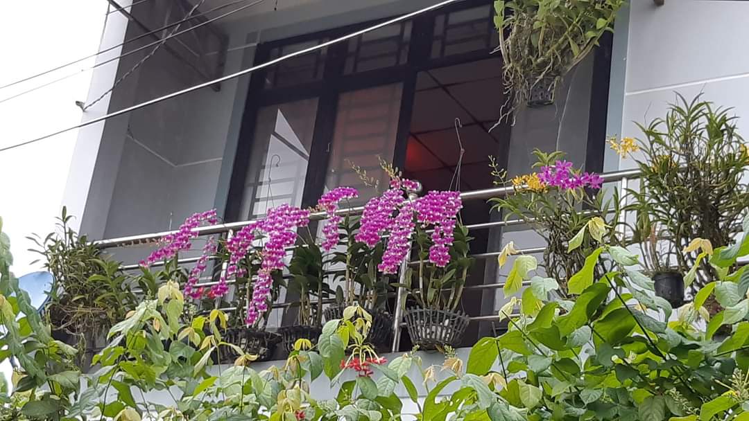 HOA LAN ĐỒNG TIỀN HỒNG