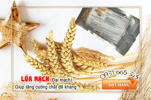 Lúa Mạch - Đại Mạch 500G Khô Loại Cao Cấp - Thảo Dược Thanh Bình