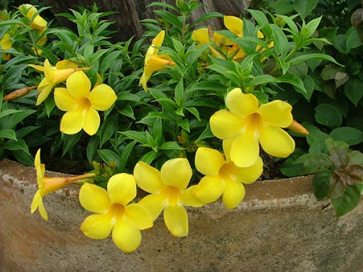 cây hoa huỳnh anh (cây trồng viền, leo giàn, hàng rào...)
