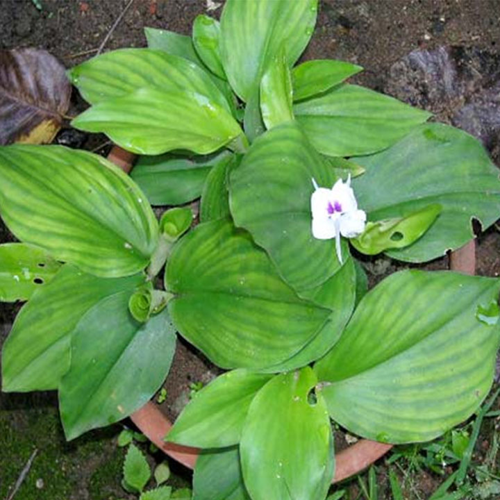 Cây địa liền 1kg