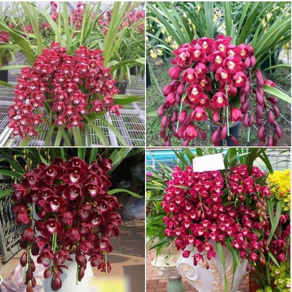 Củ giống hoa địa lan santo hoa tím - 1 củ