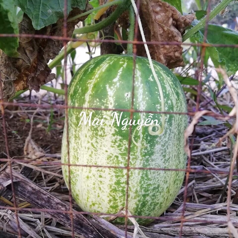 Hạt Giống Dưa Chuột Miêu Chiêng Mai