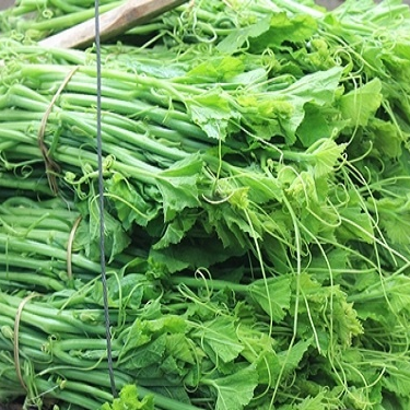 20g hạt giống bí ngọn năng suất