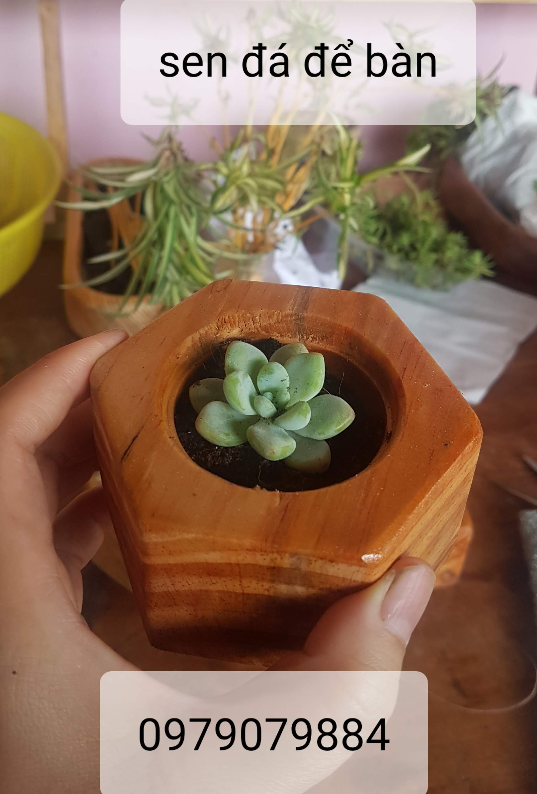 COMBO CHẬU GỖ NHỎ TRỒNG SEN ĐÁ - 59K