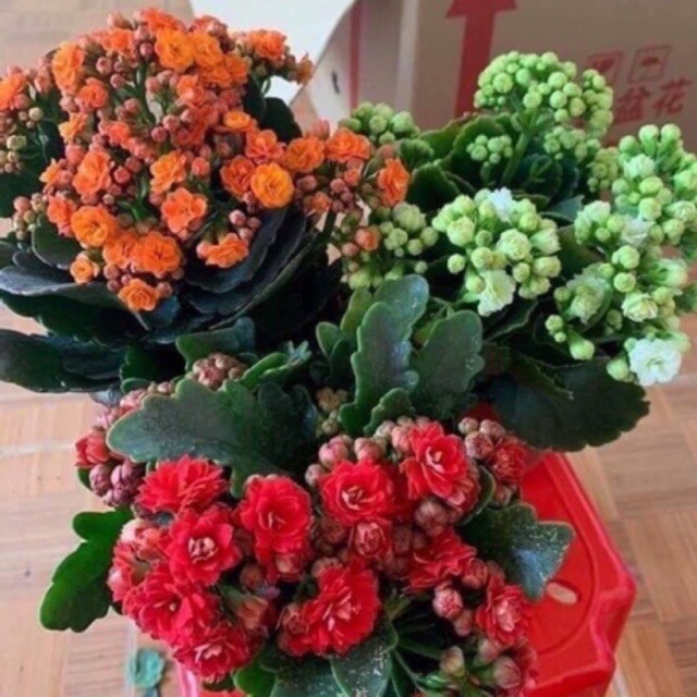 CHẬU HOA SỐNG ĐỜI CÁNH KÉP ĐỦ MÀU