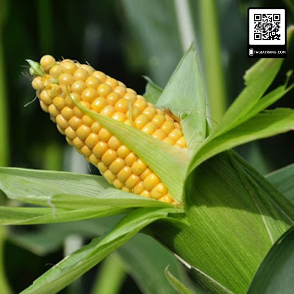 Hạt giống ngô ngọt - Gói 5gr