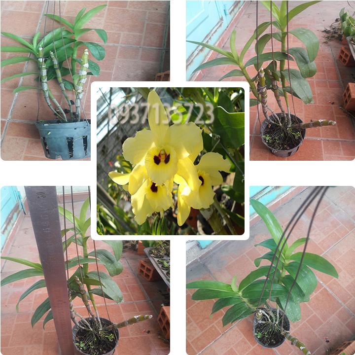 [HCM]Cây lan denro mùa xuân ( cây màu vàng)  cây trưởng thành
