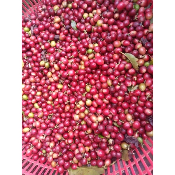 Cây giống Cà phê vối (Robusta)