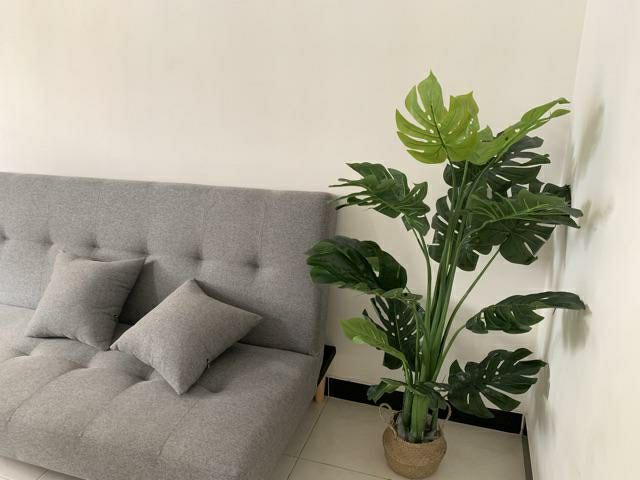 Cây lá rùa phong thủy trang trí nhà cửa