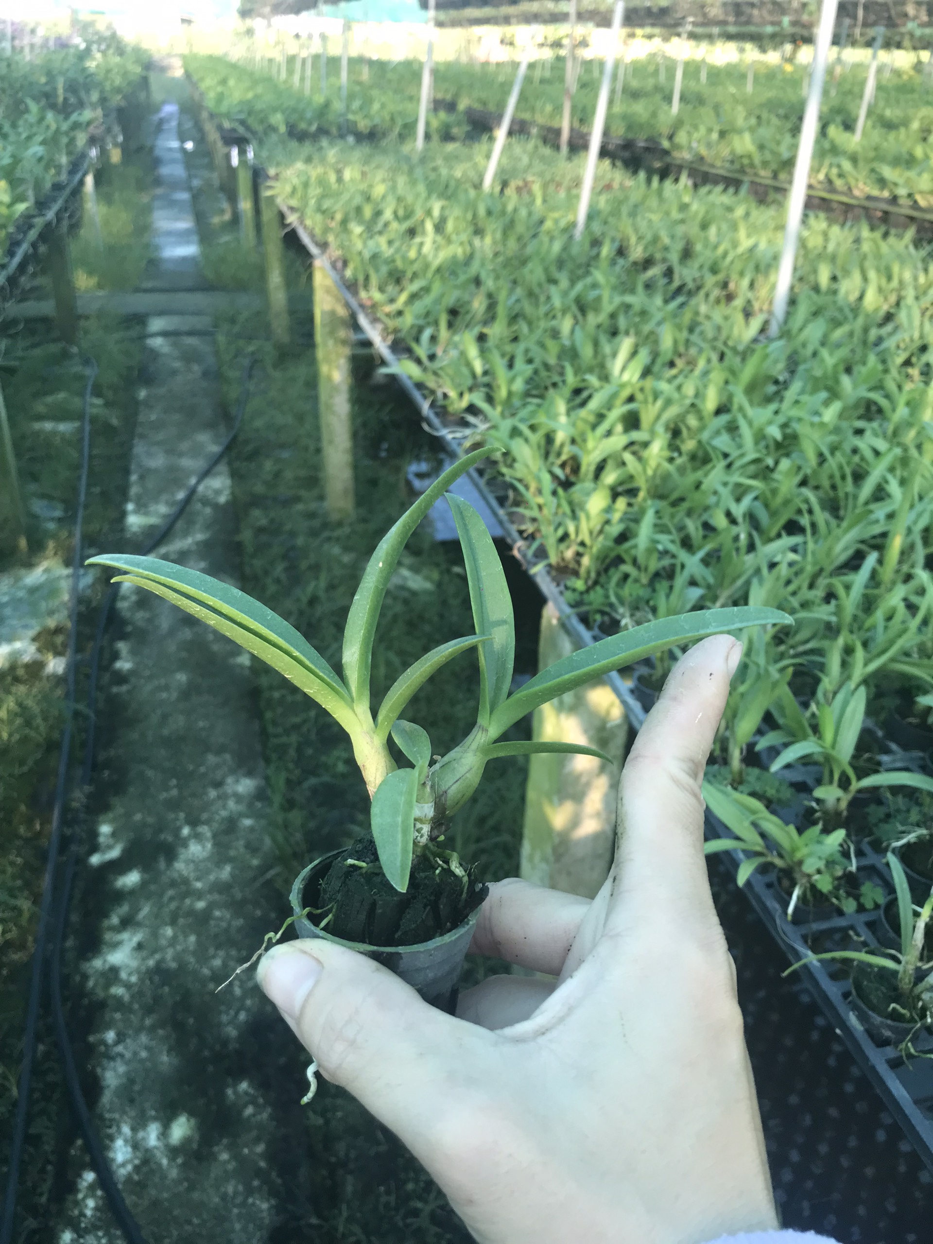 Cây giống nắng tre xanh combo 3 cây (7-12 CM)