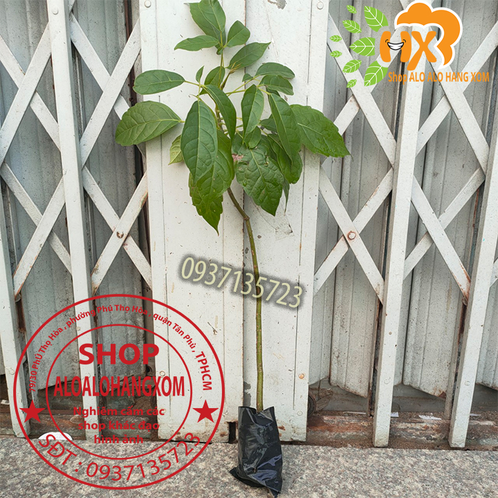 cây kèn hồng cây giống -combo 5 cây