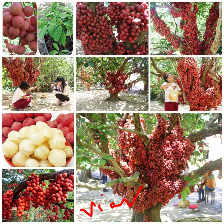 Cây dâu da đất (dâu da quả đỏ )- cây giống