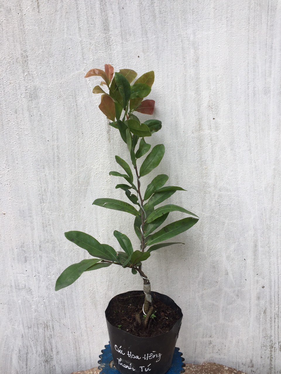 Mai Cúc Hoa Hồng Thanh Tú ( cây ghép chuẩn giống )