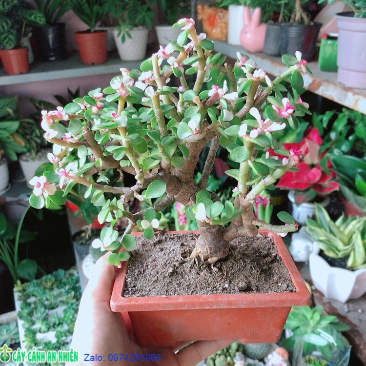 Cành Vàng Lá Ngọc Cổ Thụ