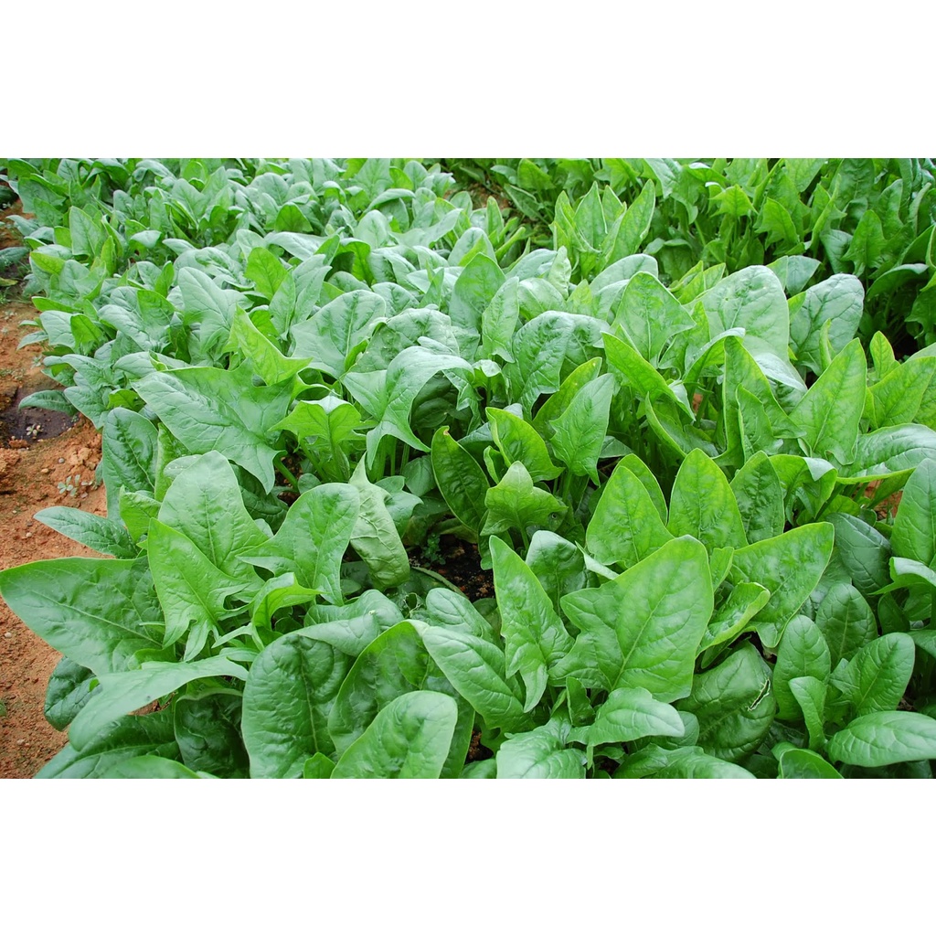 [SALE] Hạt giống Cải Bó Xôi (rau Chân Vịt) TN - HGVT1