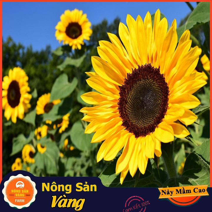 Sunflower flower seeds cut, easy to grow, fewer pests and diseases, popular sun, big flowers, petals thick, long ashtray (pack 20 seeds)-shallow gold