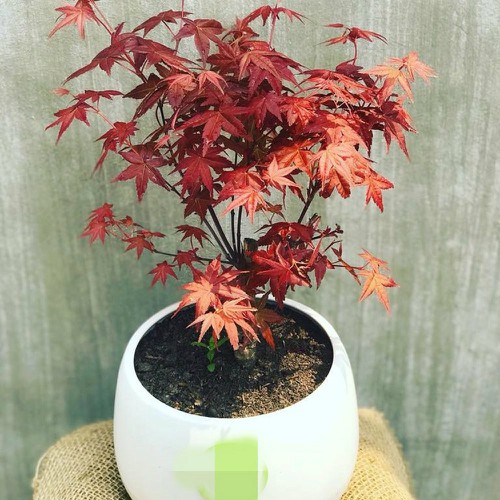 [MUA 10 TẶNG 1] - Set 10 gói Hạt giống phong lá đỏ Bonsai