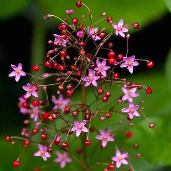 Gói 15 hạt giống Sâm Đất