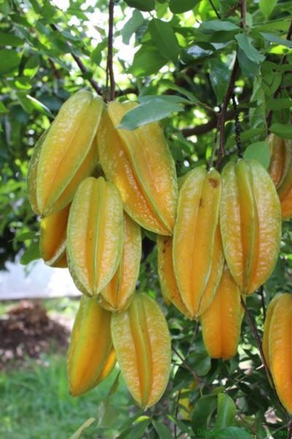 Cây giống khế ngọt nhanh quả