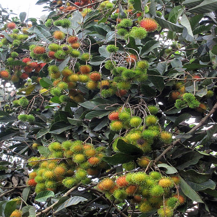 CÂY GIỐNG CHÔM CHÔM NHÃN SIÊU NGON SIÊU QUẢ