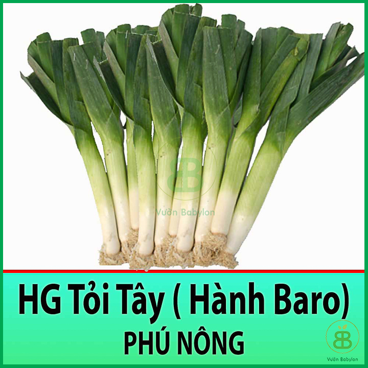 Hạt Giống Tỏi Tây - Hành Baro Thơm Ngon, Giàu Dinh Dưỡng 2Gr