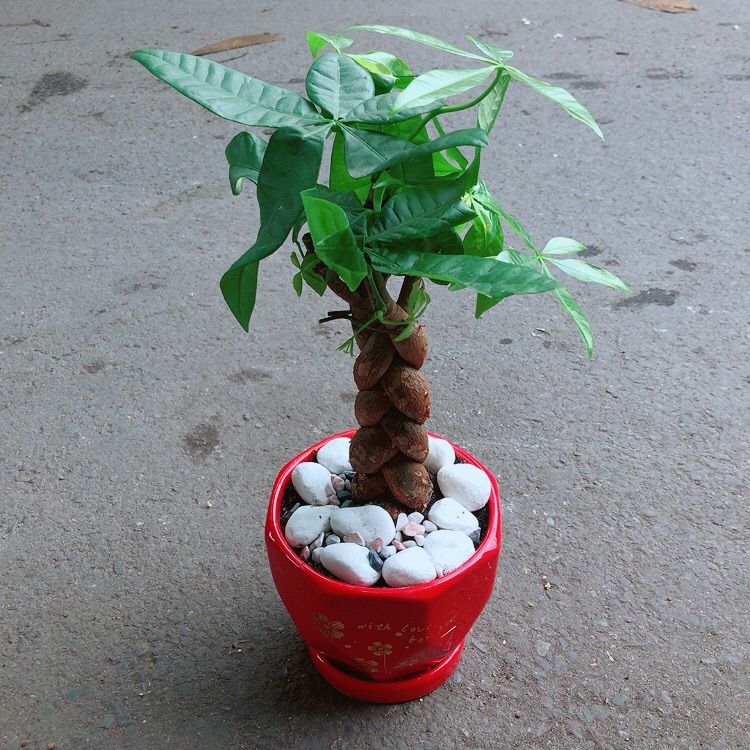 Chậu Cây Kim Ngân Thắt Bính 3 Thân