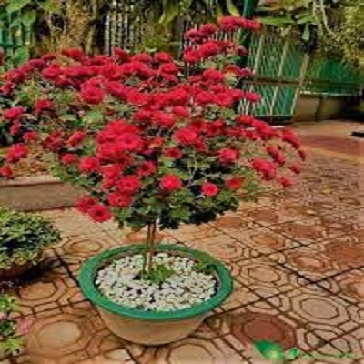 cây Cúc cổ sơn la (cây lớn có tán)