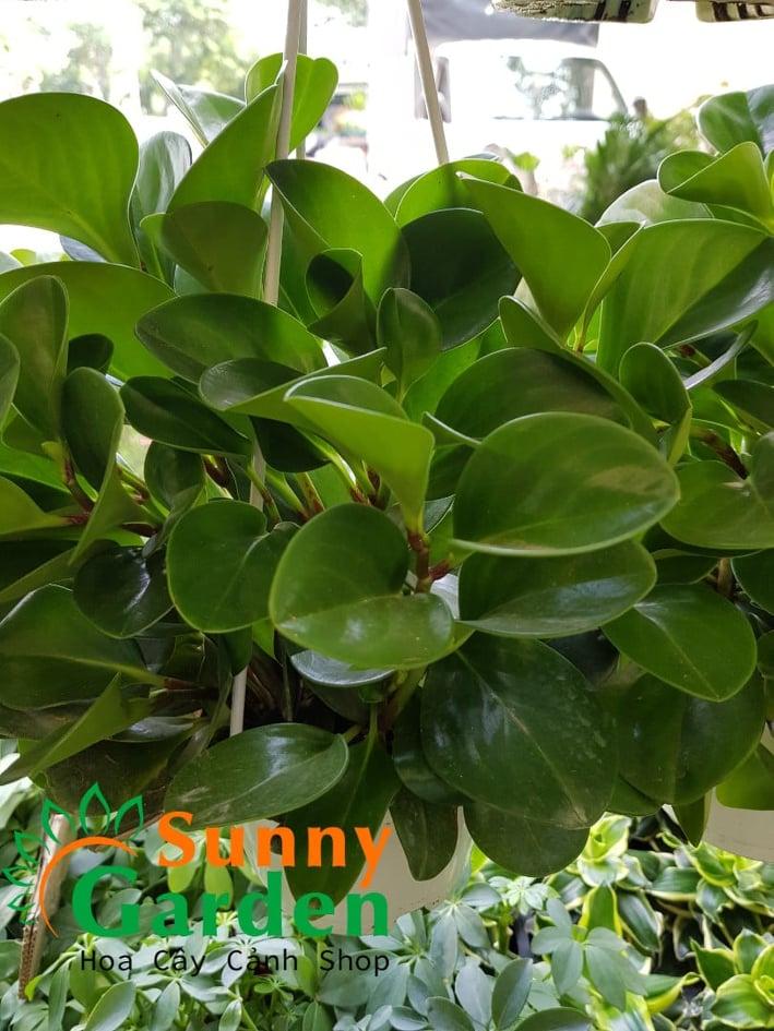 Cây Trường Sinh - Cây Phong Thủy Chậu Treo