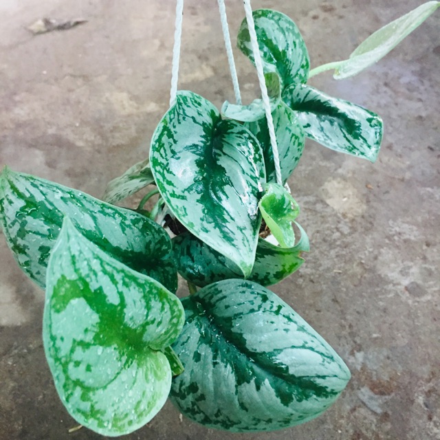 Cây trầu bà pháp - Cây cảnh trong nhà